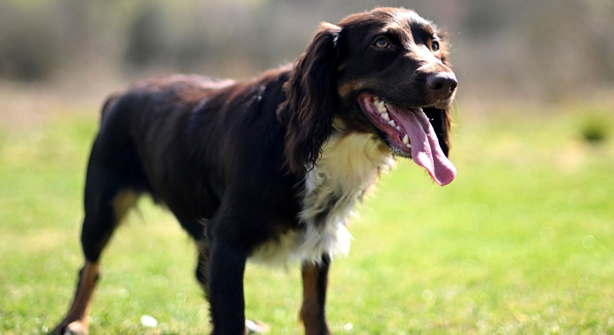Beth Mead's dog Myle at SGP